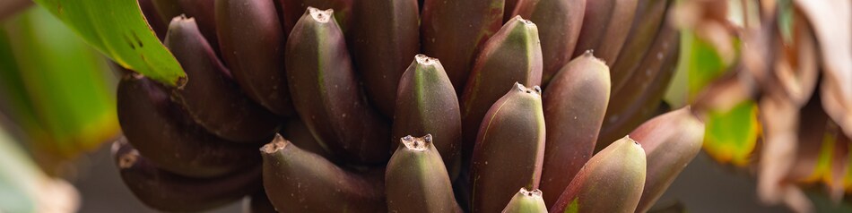 Die Rote Banane kann sich dunkelrot bis violett verfärben.