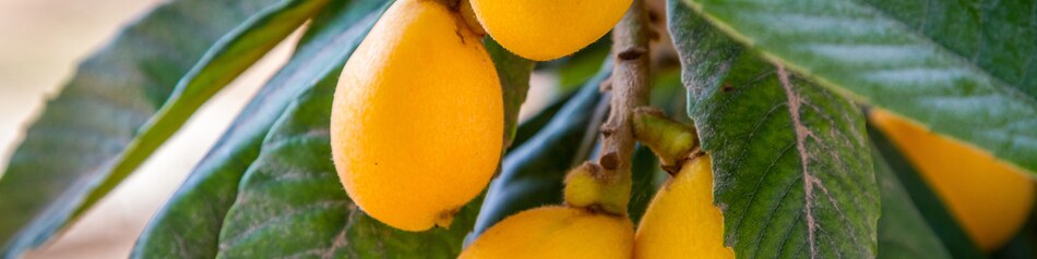 Mispel - das gelbe Winterobst