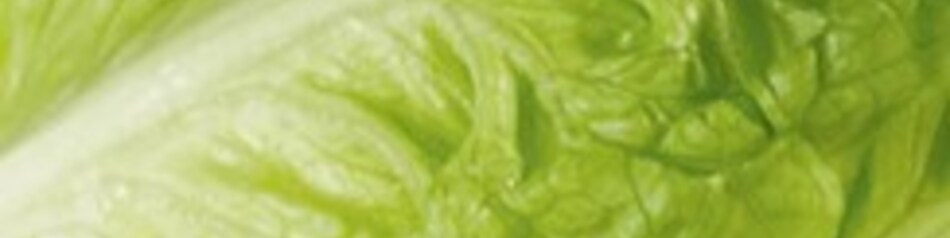 SalaVerde ist eine neue Salatzüchtung aus Romana-und Kopfsalat.