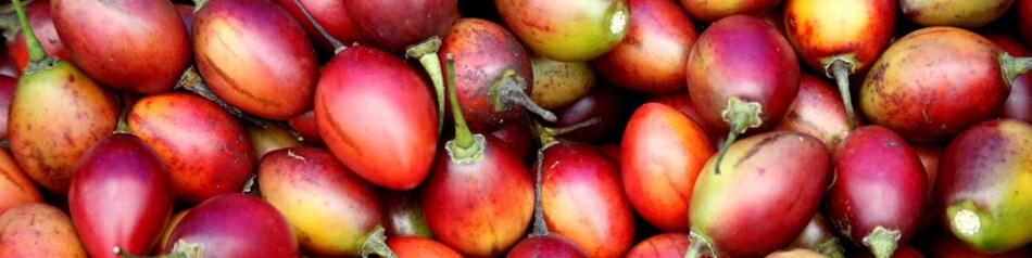 Tamarillos werden wie Tomaten in Gerichten und Salaten verwendet.