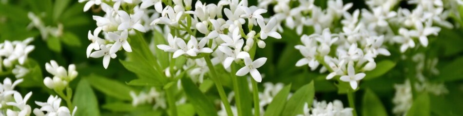 Die Waldmeister-Blätter sind frisch-grün und schmecken leicht bitter.