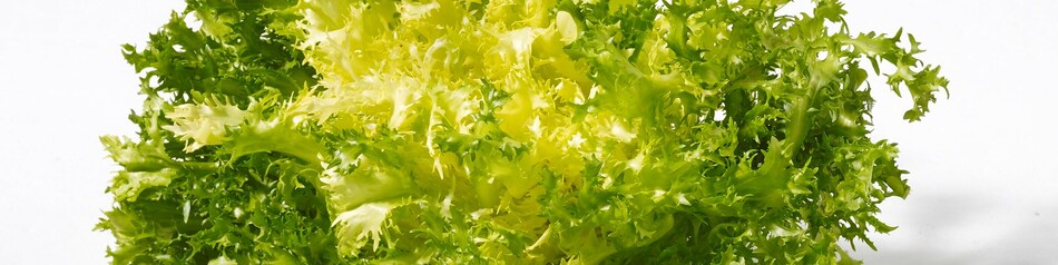 Friséesalat - fransige Salatsorte