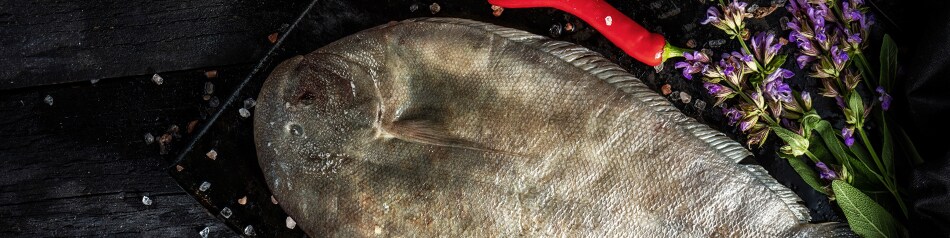 Die Seezunge gehört zu den Plattfischen