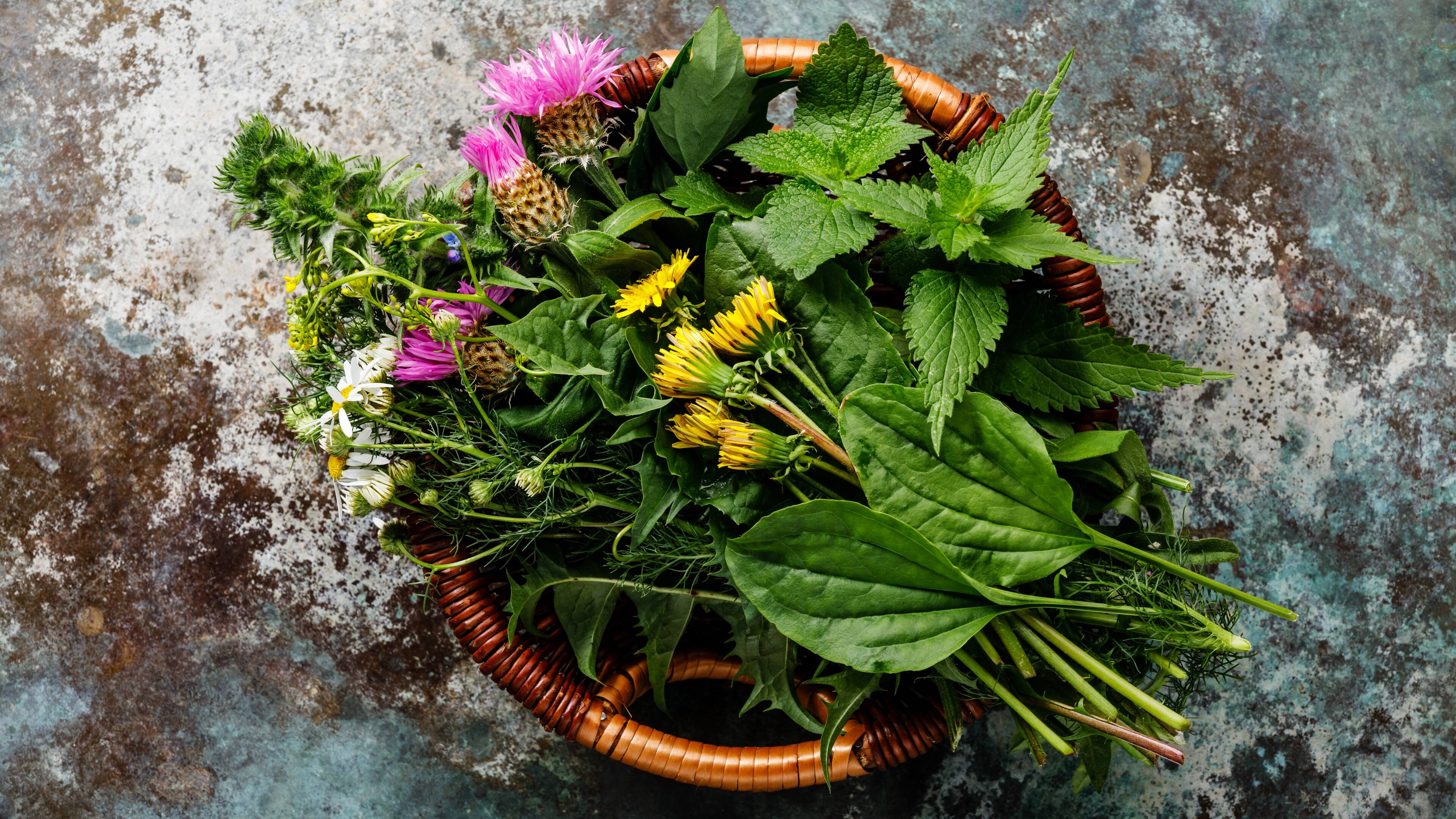 Essbare Wildpflanzen Leckere Kräuter und Blüten EDEKA