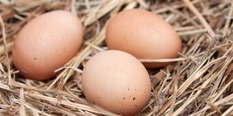 Eier sind ideale Protein-Lieferanten