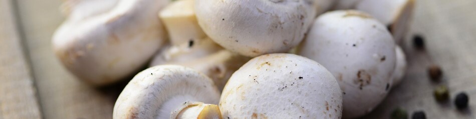 Champignons sind auch als Egerlinge bekannt.