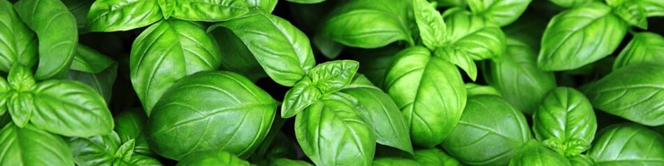 Basilkum enthält ätherische Öle wie Linalool und Estragol.