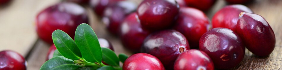 Preiselbeeren sind hervorragende Begleiter zu herzhaften Fleischgerichten.