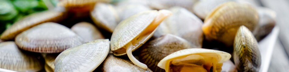 Das helle Venusmuschel-Fleisch ähnelt dem der Miesmuscheln.