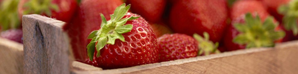 Erdbeeren Erdbeeren