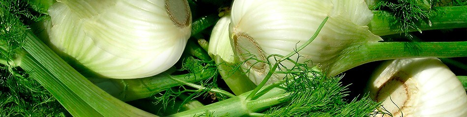 EDEKA Obst und Gemüse aus der Region: Fenchel EDEKA Obst und Gemüse aus der Region: Fenchel