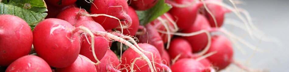EDEKA Obst und Gemüse aus der Region: Radieschen EDEKA Obst und Gemüse aus der Region: Radieschen