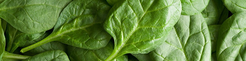 EDEKA Obst und Gemüse aus der Region: Spinat EDEKA Obst und Gemüse aus der Region: Spinat