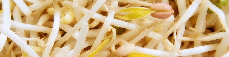 Sprossen/Keimlinge Sprossen/Keimlinge