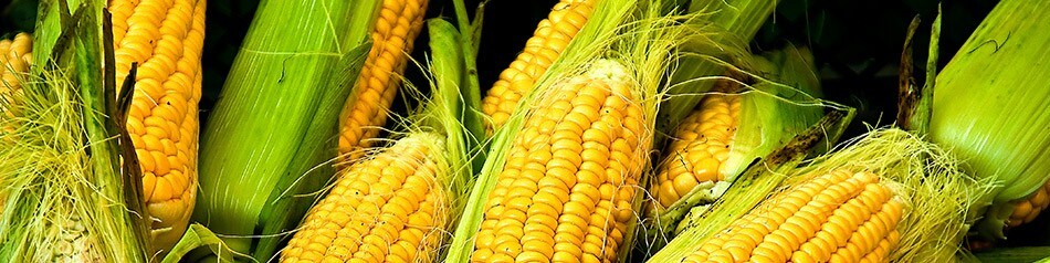 Regionales Obst und Gemüse: Zuckermais Regionales Obst und Gemüse: Zuckermais
