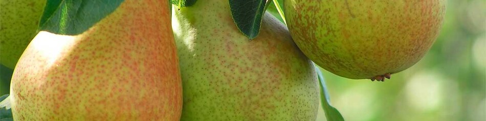 EDEKA Obst und Gemüse aus der Region: Birnen EDEKA Obst und Gemüse aus der Region: Birnen