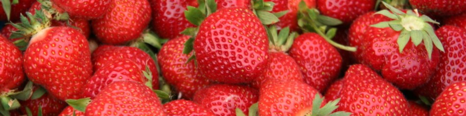 Kultivierte Erdbeeren entstammen einer Kreuzung zweier verschiedener Waldbeeren.