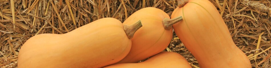 Der Butternut-Kürbis hat eine kegelähnliche Form.