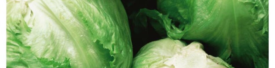 Eisbergsalat ist besonders robust und damit lange lagerungsfähig.