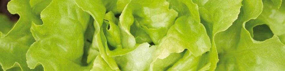 Kopfsalat gibt in grüner und in roter Färbung.