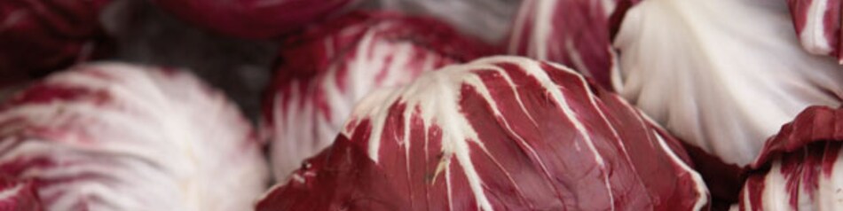 Radicchio ist eine aus Italien stammende Salatsorte.