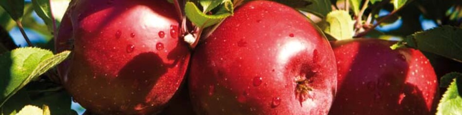 Red Jonaprince: vollmudige Apfelsorte mit dunkelroter Schale. Red Jonaprince: vollmudige Apfelsorte mit dunkelroter Schale.