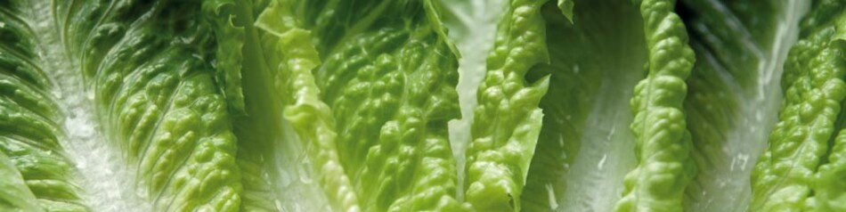Römersalat ist auch als Romana-Salat bekannt.