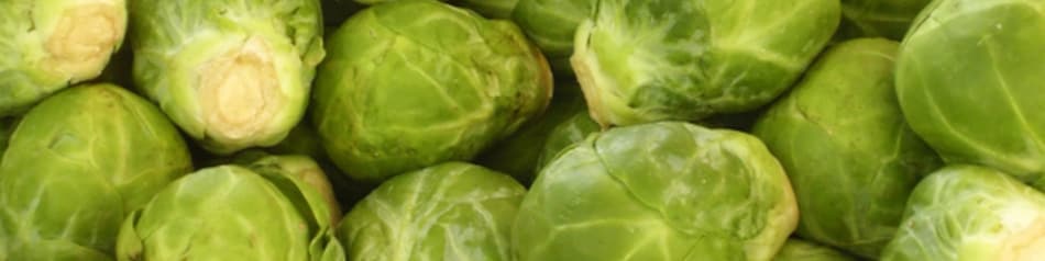 Rosenkohl ist eine Kohlzüchtung aus Belgien.