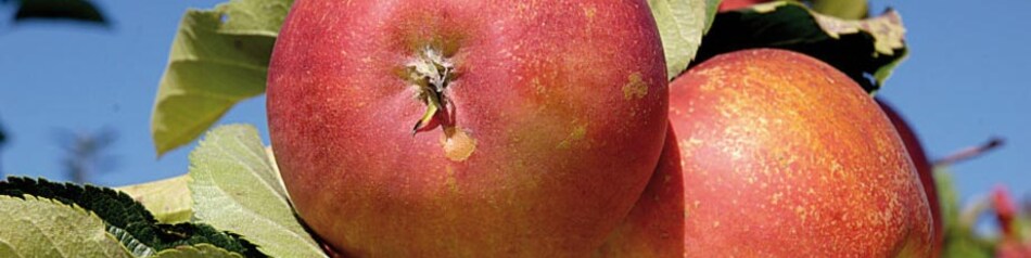 Rubinette: Apfelsorte mit grünlich-gelber und orangerot gestreifter Färbung Rubinette: Apfelsorte mit grünlich-gelber und orangerot gestreifter Färbung
