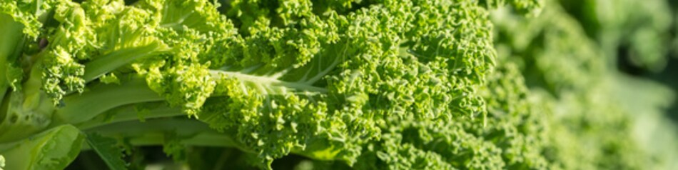 Grünkohl wird auch Braunkohl oder Krauskohl genannt.