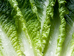 Romersalat 