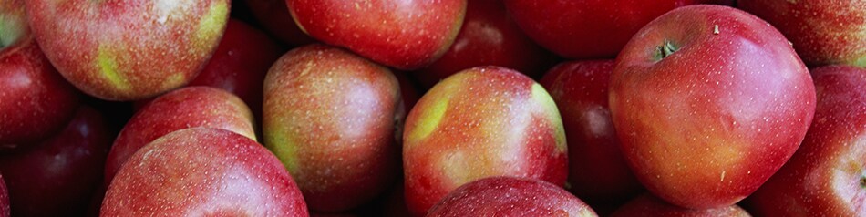 Die Apfelsorte Roter Boskoop mit rauer Oberfläche Die Apfelsorte Roter Boskoop mit rauer Oberfläche