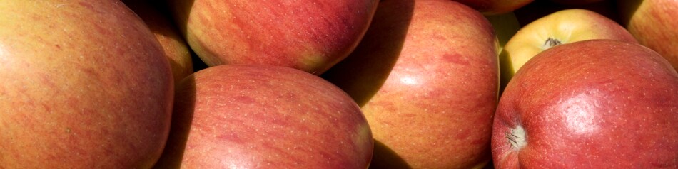 Der Apfel Fiesta ist sehr lange lagerungsfähig.