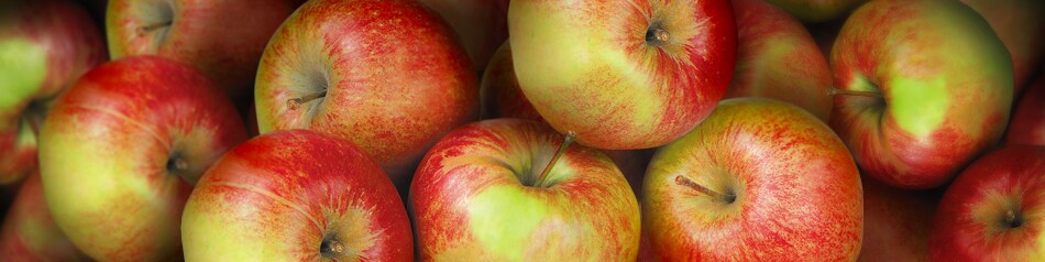 Jonagold: Apfelsorte grüngelblich, sonnenseits streifig rot. Jonagold: Apfelsorte grüngelblich, sonnenseits streifig rot.