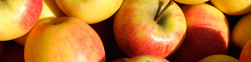 Piros ist eine Apfelsorte mit kräftigem Frucht-Aroma.