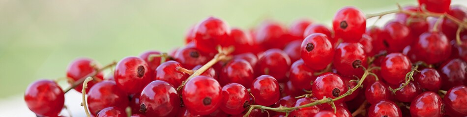 Johannisbeeren gibt es in roter, weißer und fast schwarzer Färbung.