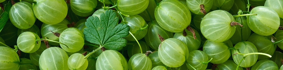 Stachelbeeren Stachelbeeren