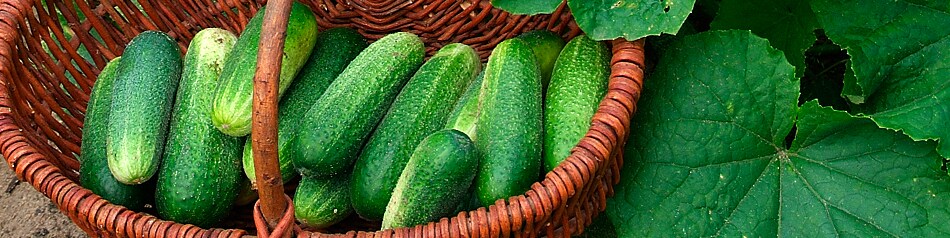 Minigurken werden von Frühjahr bis Spätherbst angeboten.