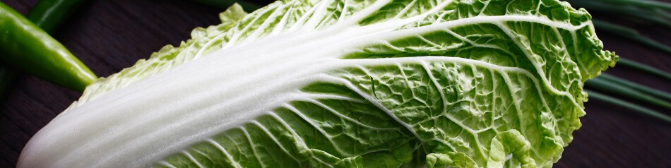 Chinakohl wird auch Pekingkohl oder Japankohl genannt.