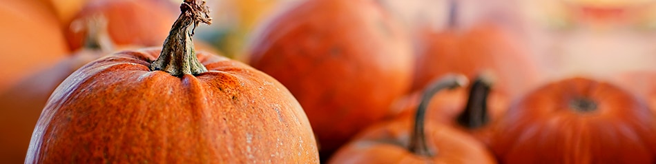 Halloween-Kürbisse werden aus Riesenkürbissen gemacht.