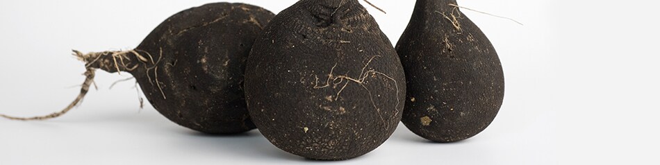Schwarze Rettiche Schwarze Rettiche