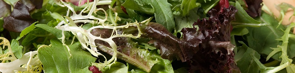 Bunte Salate sind eine perfekte Salatgrundlage.