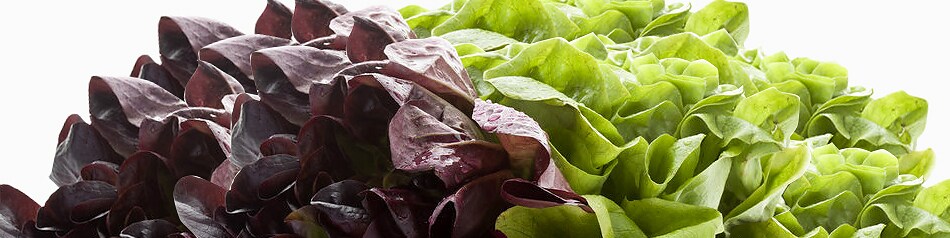 Salanova®: Multiblatt-Kopfsalat mit zarten Blättern und mildem Geschmack Salanova®: Multiblatt-Kopfsalat mit zarten Blättern und mildem Geschmack