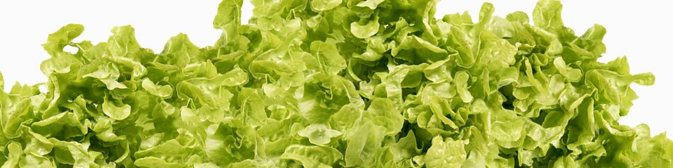 Eichblattsalat ist ein Verwandter des Kopfsalats.