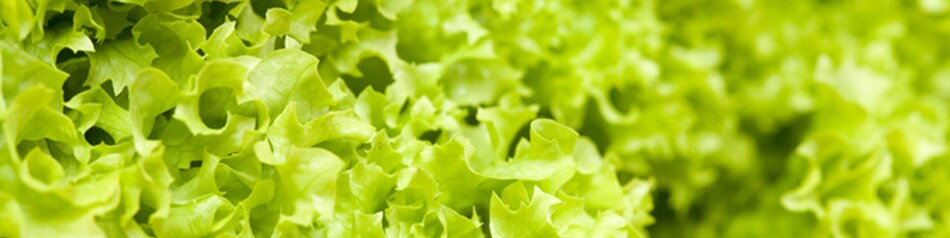 Pflücksalate haben einen Stängel, keinen Kopf.