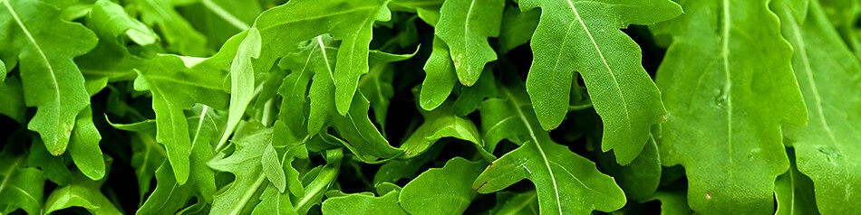 Rucola ist auch als Rauke bekannt.