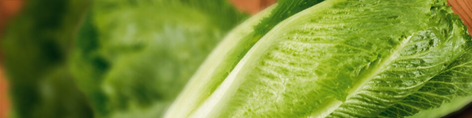 SalaRico ist eine neu gezüchtete Salatsorte.