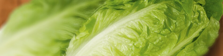 SalaVerde ist eine neue Salatzüchtung aus Romana-und Kopfsalat.