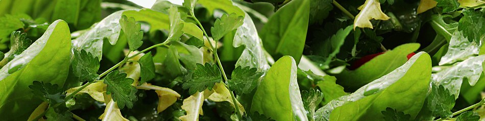 Wildkräutersalat schmeckt intensiver als Salat kultivierter Sorten.