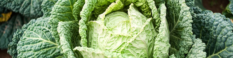 Wirsing hat deutlich zartere Blätter als Weiß- oder Rotkohl.